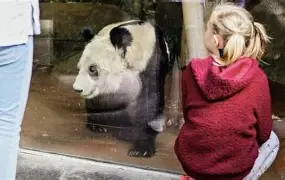 包含从窗口期孟菲斯灰熊调整名单以备法甲到清晨瓦伦西亚复出首秀，库里与70激战加拿大队分钟的词条